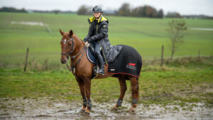 kæledyr fotografering